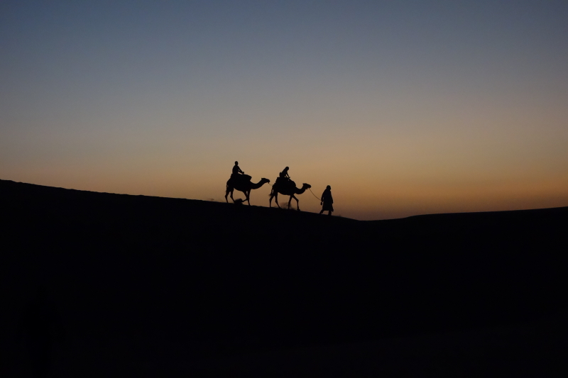 Silhouette of Camels