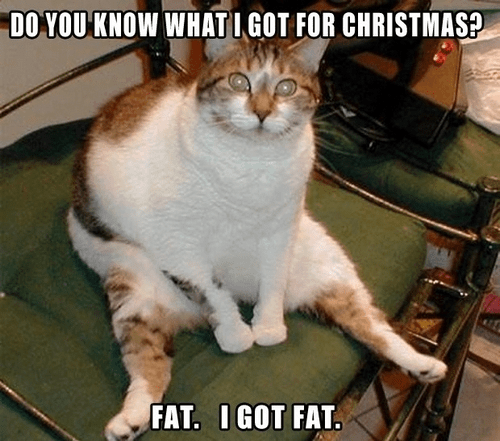 Christmas Fat Cat